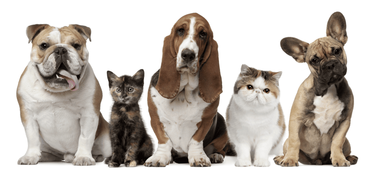 Foto van honden en katten die je aankijken